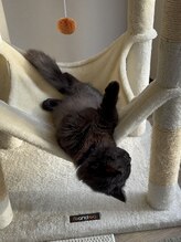 晴々&nbsp;猫従業員 おこげ