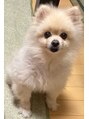 グレースビューティーサロン グレース静岡店(GRACE BEAUTY SALON)&nbsp;飼っている愛犬のモコちゃんです。毎日癒されています♪