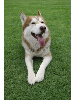 オリーブ癒しの家 尾道/看板犬