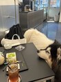 レイン 大分店(Rain)&nbsp;犬カフェ大好きです！サモエドと暮らすのが夢です♪