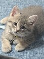 ルポ(repos) 猫ちゃん飼ってます♪おもちとしらすです^_^!