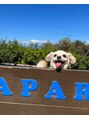 ミエル(miel) 愛犬のミルク。チワックスです。