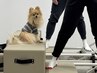 【初回ペアレッスン♪愛犬同伴の方はこちら】マシンピラティス 10000円　90分