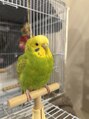 美ハグ 横浜青葉台(美hug)&nbsp;インコ次女おっとりしてるかと思いきやお兄ちゃんに足蹴りします