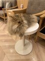 アイム 甲府店(i'm)&nbsp;先日行った猫カフェの猫ちゃん♪♪
