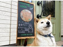 ヨサパーク ココ ケヤキテン 本庄けや木店(YOSA PARK COCO)/看板犬