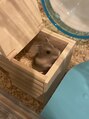 アイラッシュサロン ドア(DOOR)&nbsp;ハムスターを飼ってます♪