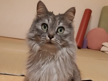 まるまる舎/看板猫まる