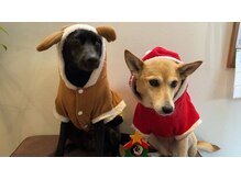 時々お出迎えしたり・・・なでなで要求があったり・・・