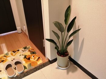 イマニティプラス(IMMUNITY+)/観葉植物