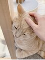 美人バスト 豊橋店 猫が大好きです!!家で飼えないので、猫カフェで癒されてます！！