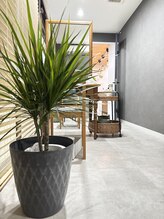 リスカルダ(rescalda)/休憩室の観葉植物