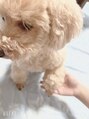ウィンクドール(Wink Doll) 愛犬のマシューくんです. カメラが苦手みたいです、笑