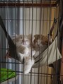 ラト ファムエオム(LATO femme et homme)&nbsp;実家で猫を飼っています^_^サイベリアンのナビくんです♪
