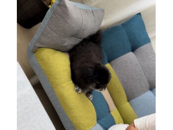 ベイビーズブレス(Baby's Breath)/一緒にくつろぎますw