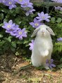 ネイルアンドアイラッシュ フロル(Flor) ホーランドロップという種類のウサギを飼っています