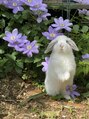 ネイルアンドアイラッシュ フロル(Flor)&nbsp;ホーランドロップという種類のウサギを飼っています