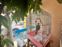 陽だまり整体院/看板鳥パルコ！会えたらラッキー