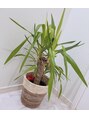 癒し~ぷ 王子店 空間や植物から落ち着ける時間を大切にしています♪