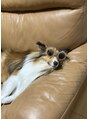 サロンルナ(Salon Luna) 動物大好きで、シェルティーを飼ってます♪猫ちゃんも大好きです
