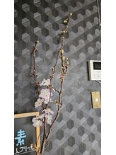 ミホズルーム(Miho‘s room)/春ですね