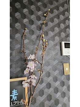 ミホズルーム(Miho‘s room)/春ですね