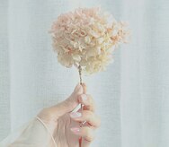 フィグ(Fig)