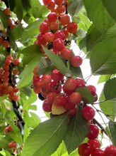 華楽 豊明店&nbsp;りん りん