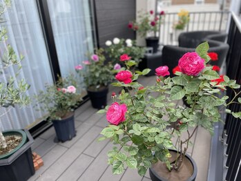 アンネ 表参道(ANNE)/当店専用テラス/4~5月の様子