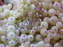 たにあん/エビがサンゴの中にいます
