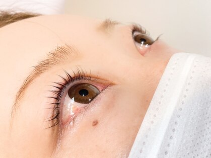 カルミア(Kalmia)の写真