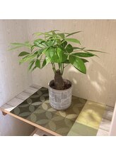 ホジュン鍼灸整体院/観葉植物を置きました。