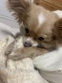 ラウレア(Laule’an) チワプー飼ってます！名前はオハナです♪
