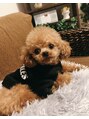 ボディのココチ 品川店(ボディのCOCOCHI) 愛犬のノエル♂です☆2キロのティーカッププードルです♪