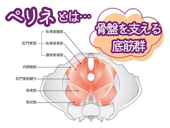 元気堂/ペリネ(骨盤底筋)とは?