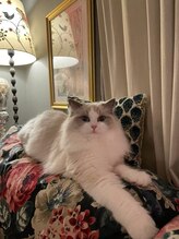 クイーンズビューティーサロン 歌舞伎町店(Queen's beauty salon) もも もも