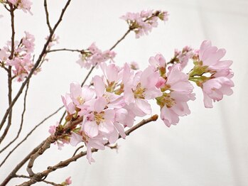 距骨サロン 渋谷道玄坂店/季節の飾り