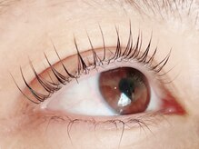 アイラッシュマルヴァ(Eye Lash Malva)/