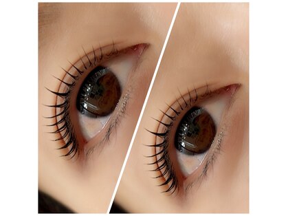 ペルシャ(Persian)の写真