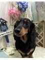 オリヴィア 銀座(OLIVIA)&nbsp;実家で飼ってる愛犬です！