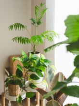 ウル(ULu)/グリーンに癒される空間