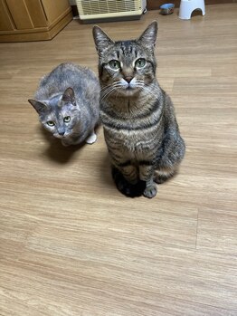 ソワンド ルバンシュ/我が家の猫☆まりとしずく☆