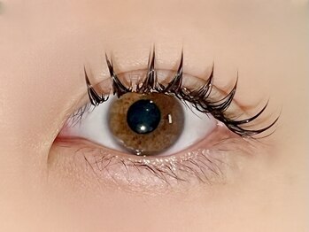 パキラ(Pachira)/→束感バージョン