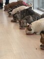 眉ラウンジ 名古屋国際センター店(眉LOUNGE)&nbsp;猫カフェに行った時にちょうどご飯タイムで眼福でした♪