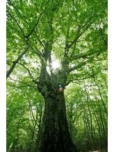 ほぐしやさん 陣中店&nbsp;世古 (男性)