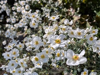 まるまる舎/自宅サロンの庭