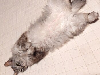 まるまる舎/看板猫まる