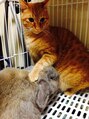 アクター(ACTOR) 愛猫&うさぎ