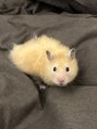 ハラダ(HaRaDa) お家でハムを飼っています!名前はきみまろです!パヤパヤです!