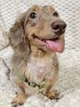 アトリエ ベル(atelier Belle)&nbsp;愛犬のショコラくん
